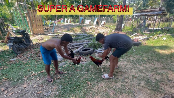 SUPER A GAMEFARM - 5 mos old sweater crosses
