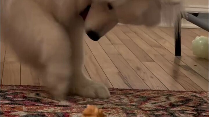 يُشتبه في وقوع حادثة ضرب جرو بالوجبات الخفيفة