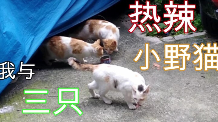 مسلسل: تشابكي المستمر مع ثلاثة قطط برية – هل تظن أنك تستطيع الاستفادة مجانًا؟ عليك أولًا أن تكون جدي