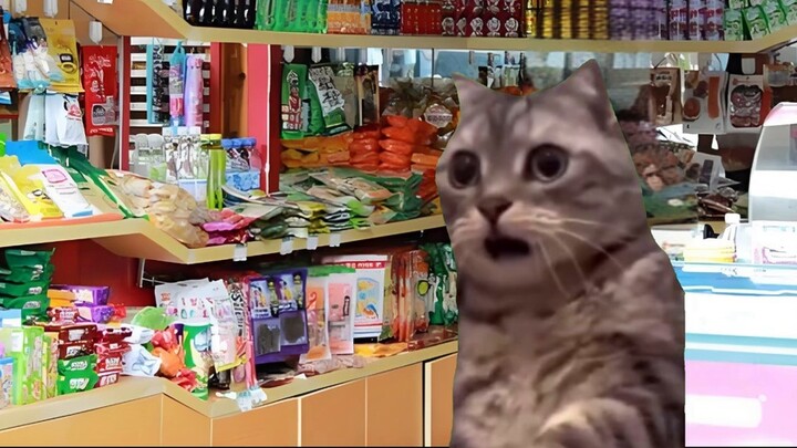 【มีมแมว】ฉันไปใช้ชีวิตบนภูเขาเป็นเวลาหนึ่งเดือนแล้วกลับมาพบว่าฉัน “ตาย” แล้ว