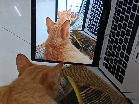Kucing