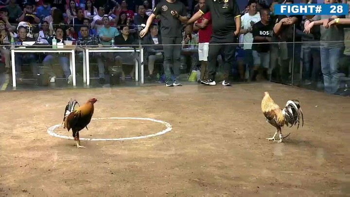 419 8-cock derby 1.1M pot money bulik babalik