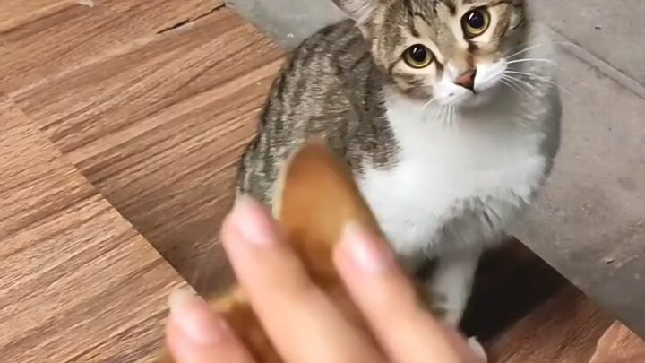 แมวแย่งความรัก