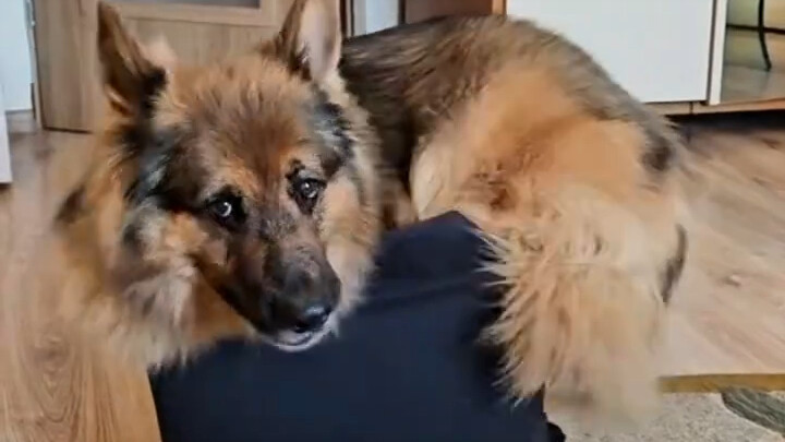 Anjing itu, yang belum menyadari bahwa ia telah tumbuh dewasa, berusaha keras untuk memasukkan dirin