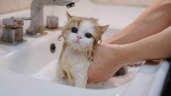 给超乖的矮脚猫做个洗护~洗香香要去新家罗