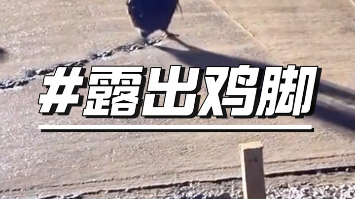 Those footprints on the cement road—chicks draw bamboo leaves, puppies draw plum blossoms, and duckl