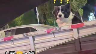 It turns out cats and dogs also have i and e