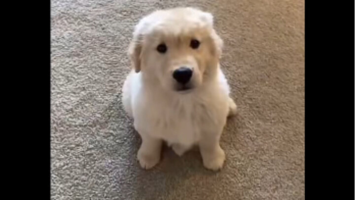 Little Golden Retriever: What are they laughing at?