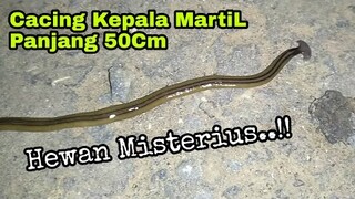 Cacing Kepala MartiL Panjang 50cm