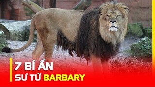 7 Bí Ẩn Thú Vị Về Sư Tử Barbary | Không Ngờ Chúng Vẫn Còn Tồn Tại | HKP