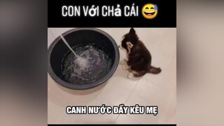 Con với chả cái 😅thucung yeudongvat animals pet dog foryou fyp thucungvuinhon dongvathaihuoc