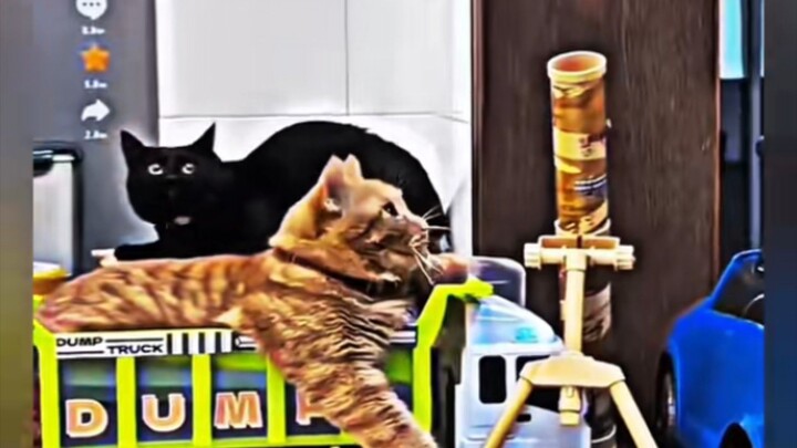 educated Belize Billy Billy EP Cat 🐈😺😺😺🐈🐈hi