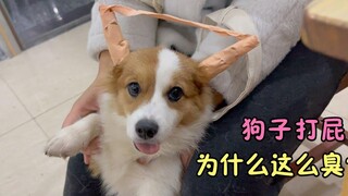 เมื่อสุนัขโดนตดเหม็นและได้กลิ่นคุณ แล้วมองมาที่คุณด้วยสายตาไร้เดียงสา ใช่ไหม~~