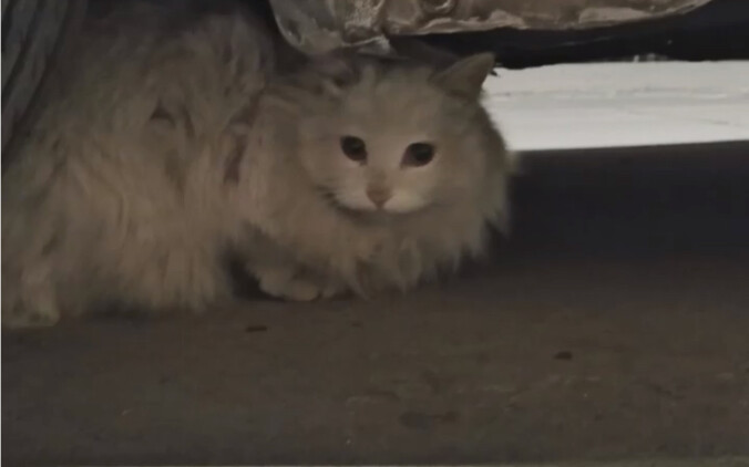 The stray princess of the neighborhood has been taken in by me!