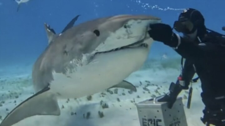 In case you’ve never seen oven mitts (tiger sharks) being cute