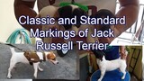 Classic and standard markings of Jack Russell Terrier |  Happy and energetic JRT puppies