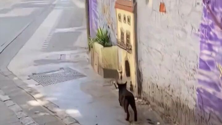 #NghệThuật “Ngôi nhà mèo dễ thương do nghệ sĩ xây dựng cho mèo hoang”