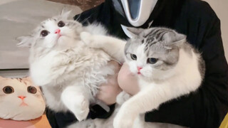 "Latihan Pencegahan Penculikan Kucing"