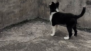 Border Collie adalah Border Collie, Anjing Terbang adalah Anjing Terbang