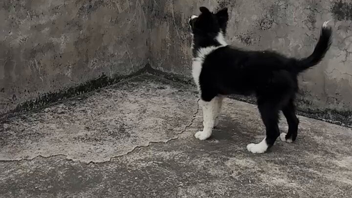 Border Collie is Border Collie, Flying Dog is Flying Dog