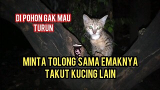 Gara-Gara Takut Sama Kucing Lain Anak Kucing Ini Gak Mau Turun Dari Pohon Lucu Banget ..!