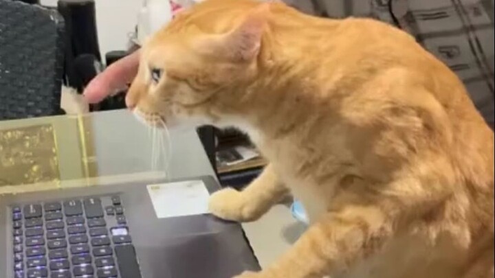 It turns out that the kitten is a master of imitation!!!