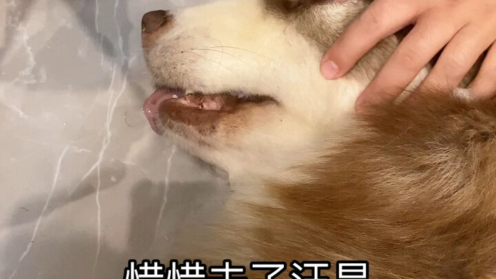 Tiểu công chúa Hý Hý đã đi rồi