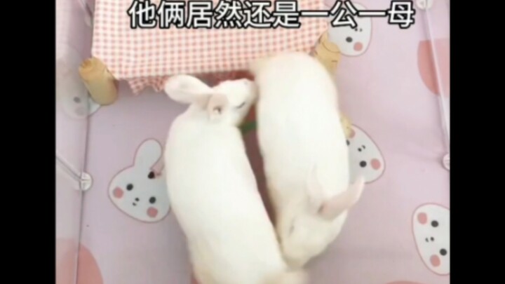 Đây đúng là con đường làm giàu mà～～