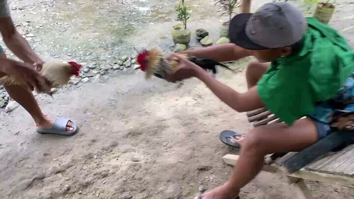 Spar, hennie satin. part 1 micro bantam