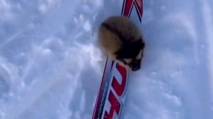 This little cutie is just so lovable!