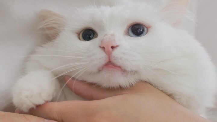 Mencukur bulu kaki tiga anak kucing: satu manis banget kayak kucing palsu, satu galak sampai belajar