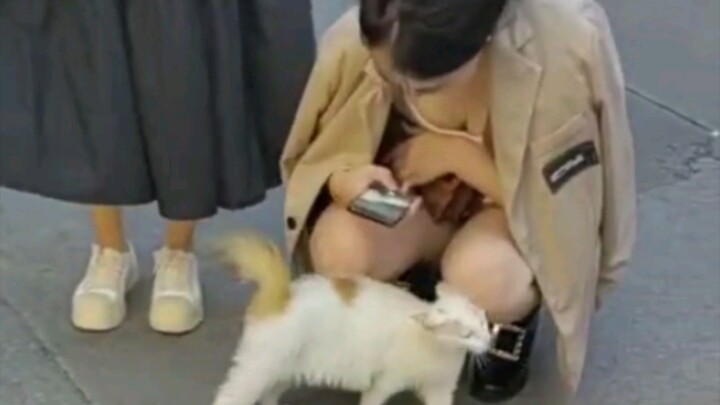 “Mèo con thì làm gì có ý xấu chứ?”