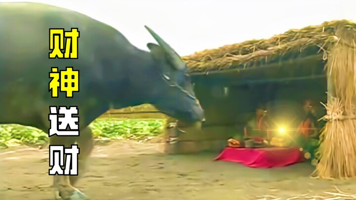 The water buffalo bowed three times to the God of Wealth, and to everyone’s surprise, the deity work