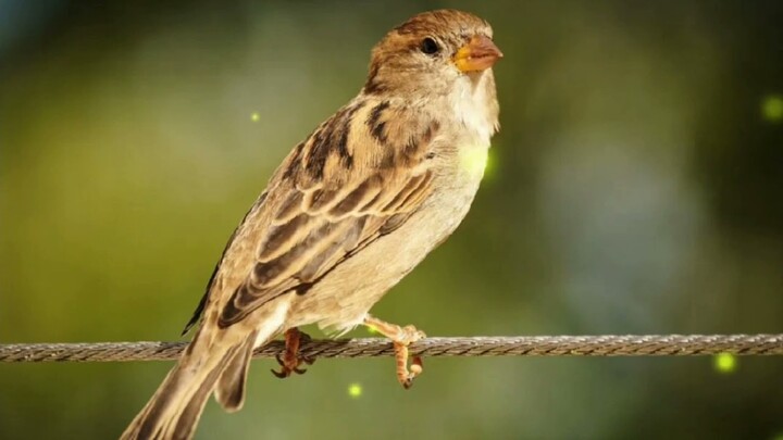 SUARA BURUNG GEREJA GACOR ABIS COCOK UNTUK PANCINGAN DENGAN GEMERICIK AIR
