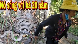 Kinh Hoàng Bà Lão 80 Tuổi Sống Chung Với Bầy Rắn Hổ Mang Núc Nhúc 20 Năm | Đại Vùng Cao