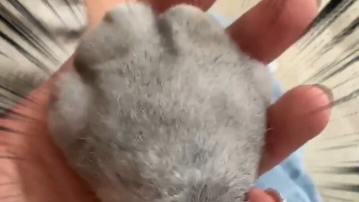 Mèo mèo, mau dùng tuyệt chiêu toàn lực! Hiệu quả cực đỉnh!