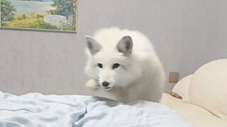 สุนัขจิ้งจอกพยายามหมุนตัวด้วยความเร็วสูงเพื่อเข้าไปในอ้อมกอดของมนุษย์ แต่ถูกปฏิเสธ