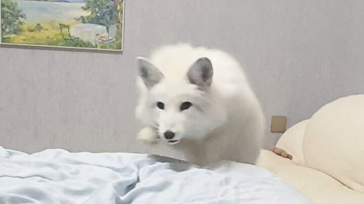 狐狸试图高速旋转进入人类怀抱但被拒