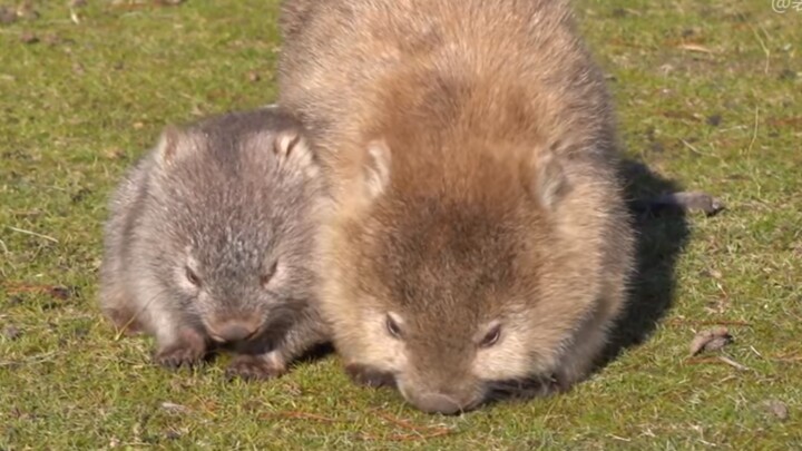 Bayi wombat adalah monster stiker yang paling lucu!