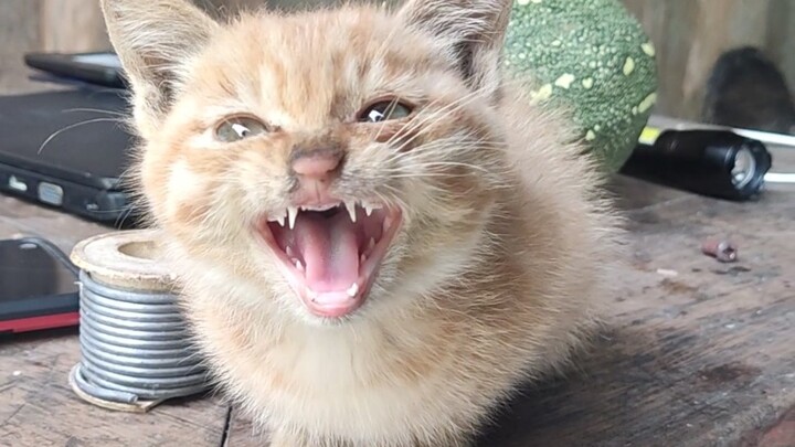 After graduation, I went deep into the mountains and picked up a little stray cat to live with.