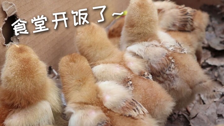I bought a whole brood of chicks to raise—they look pretty cute!