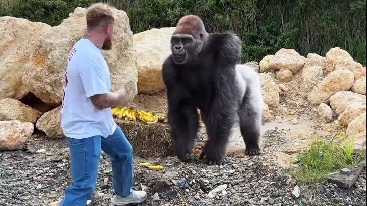 Come and get up close with the gorillas!