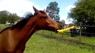 The horse met the toy he liked, and the main film started 17 seconds later. I laughed so hard!