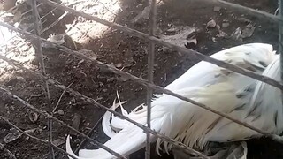 abangan nyu po kami sa lumbia cockpit arena guys 3cock derby!!!!!!!