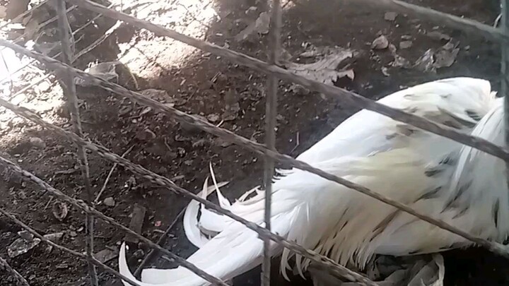 abangan nyu po kami sa lumbia cockpit arena guys 3cock derby!!!!!!!