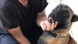[Hewan]Anjing polisi yang disuntik