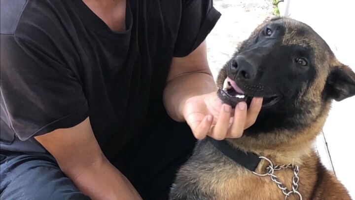 [Animals]Police dogs taking the injection