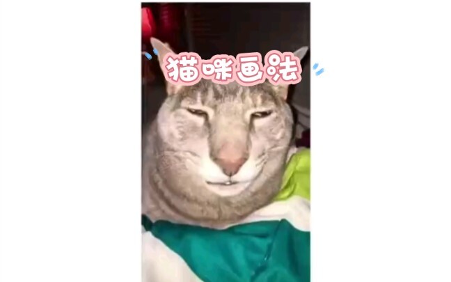 Là do tôi hay là do con mèo vậy?