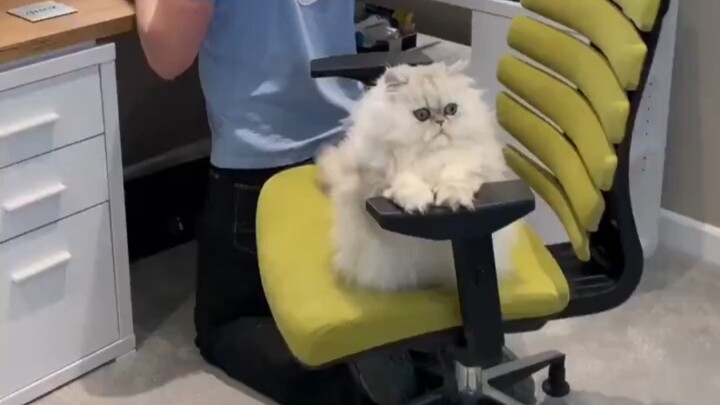 The Cat That Has Stolen the Office Chair