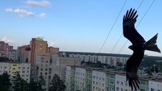 Memberi makan elang dari balkon adalah hal biasa di Rusia